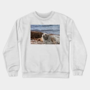 A common seal at Portgordon Scotland - 3 Crewneck Sweatshirt